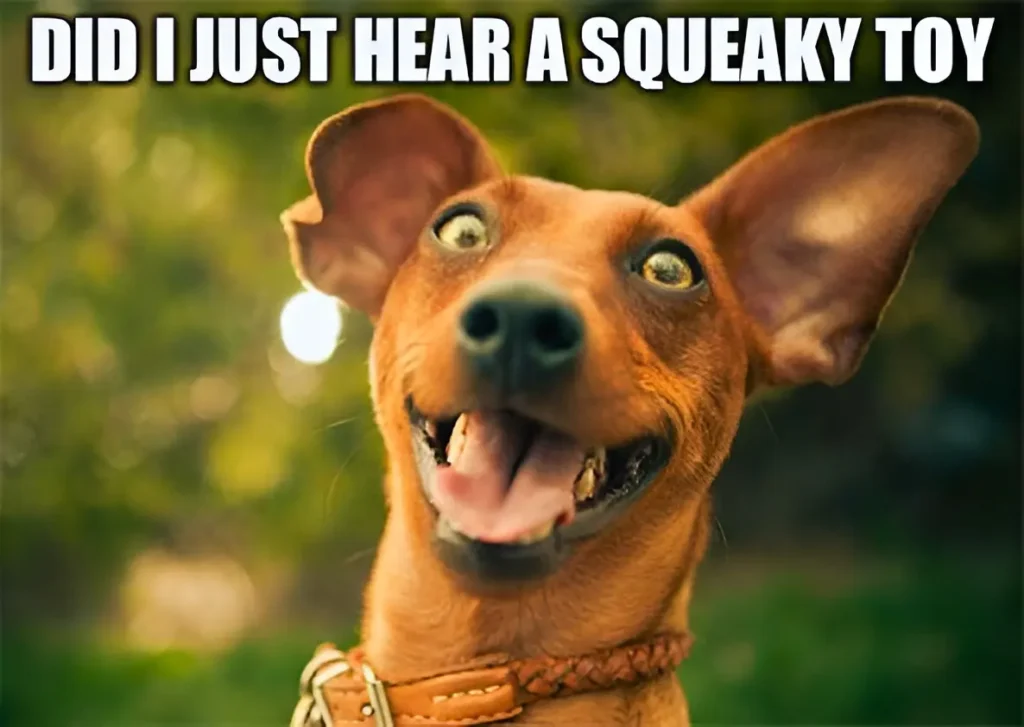 dog showing excitement for squeaky toy