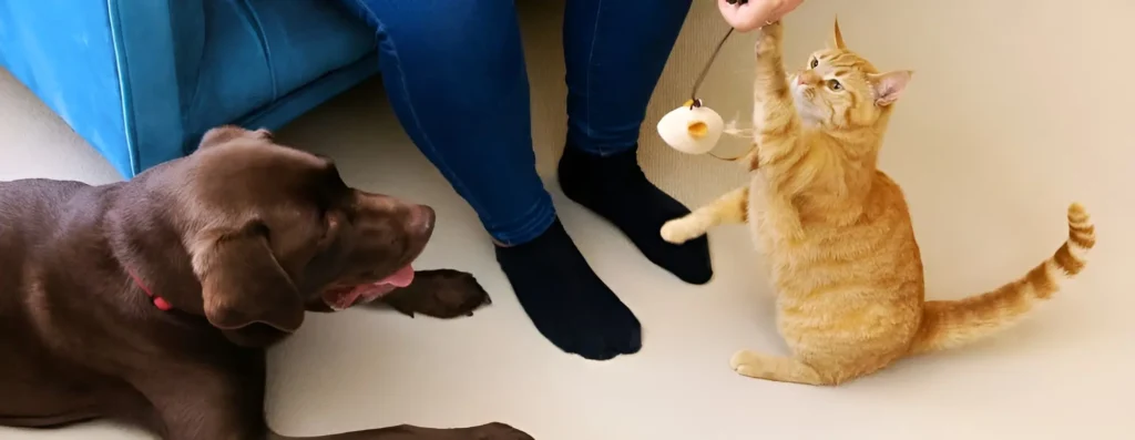 dog playing with cat and cat toy