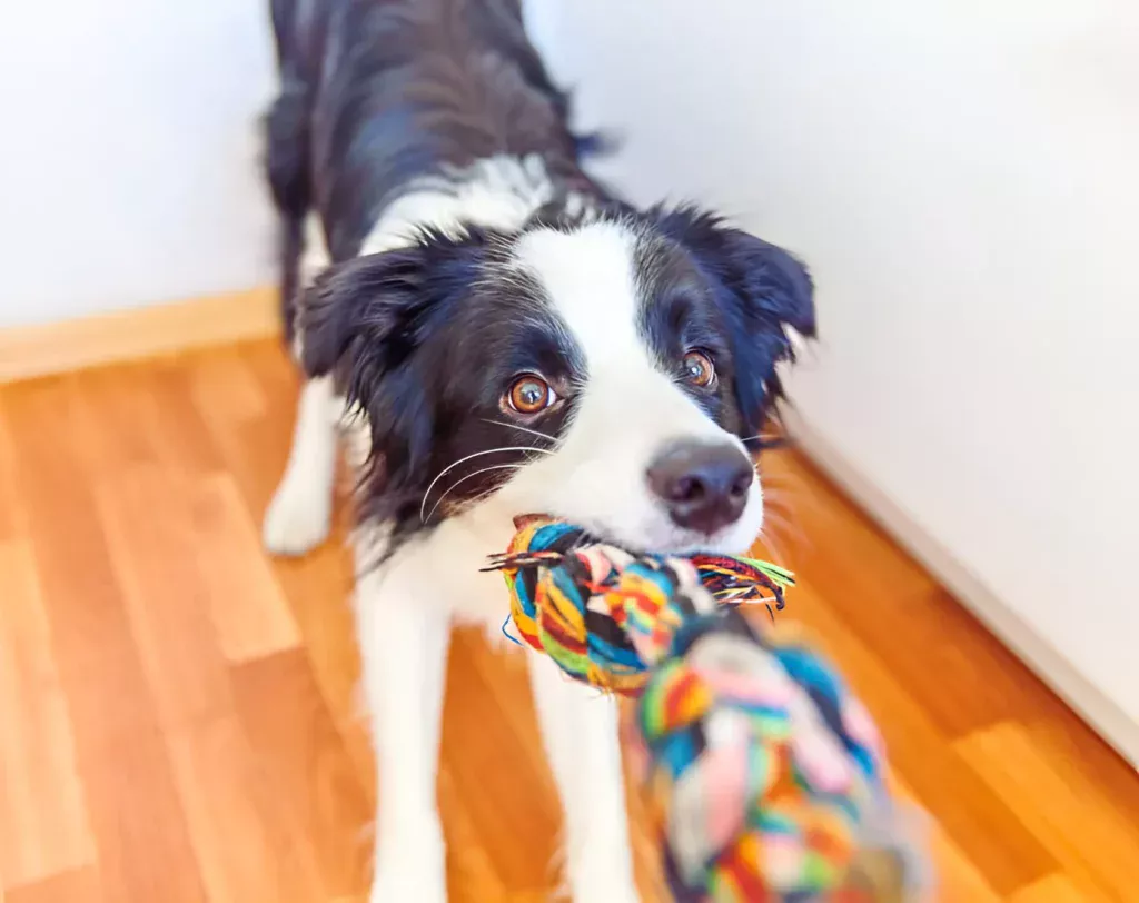 dog tugging at colorful rope toy