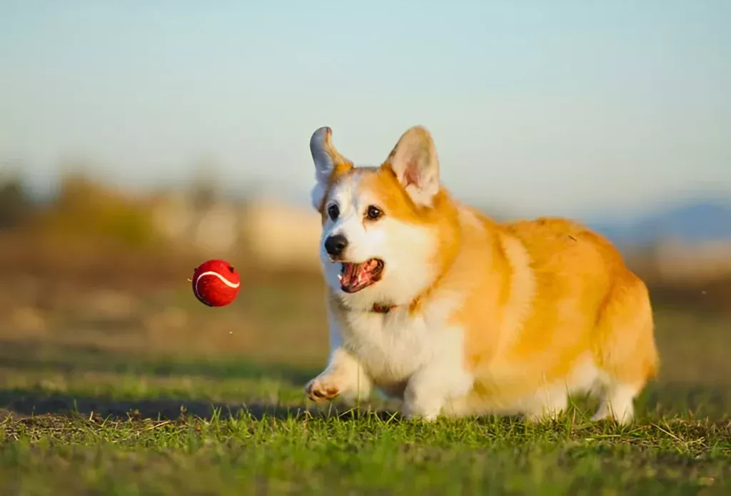 Pembroke Welsh Corgi chasing a ball in a field