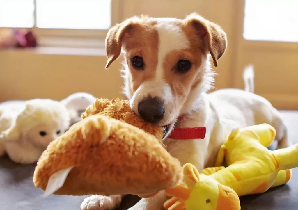 dog with his favorite squeaky toys