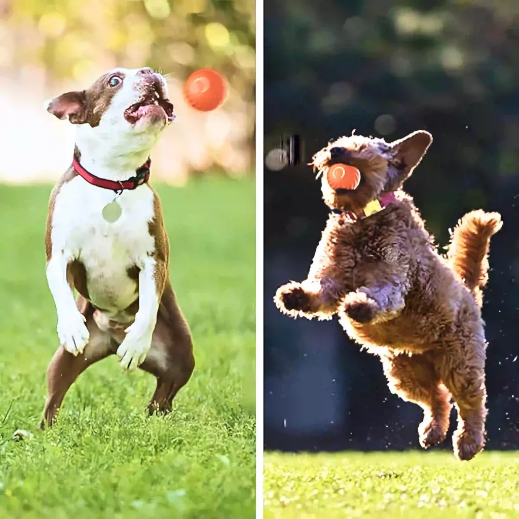 dog playing fetch