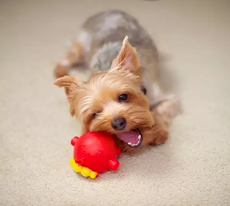 Yorkshire playing with squeaky toy