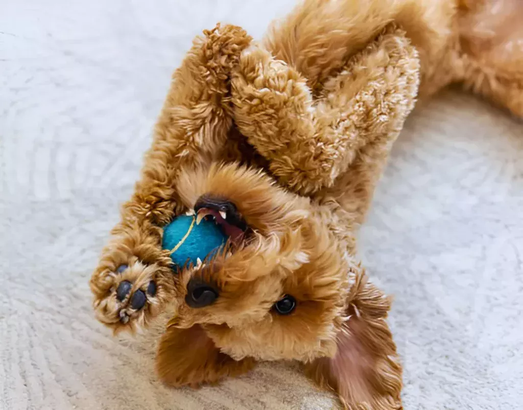 dog rolling on his toy during playtime