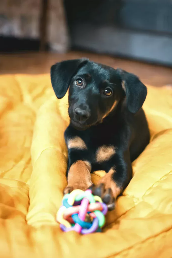 dog pushing ball towards owner