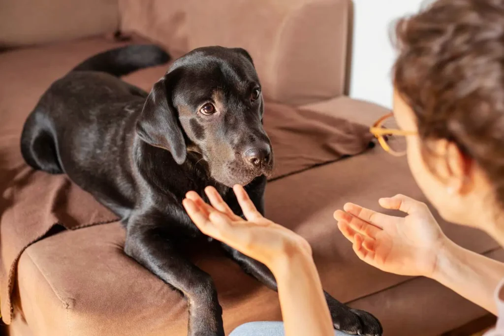 dog interacting owner