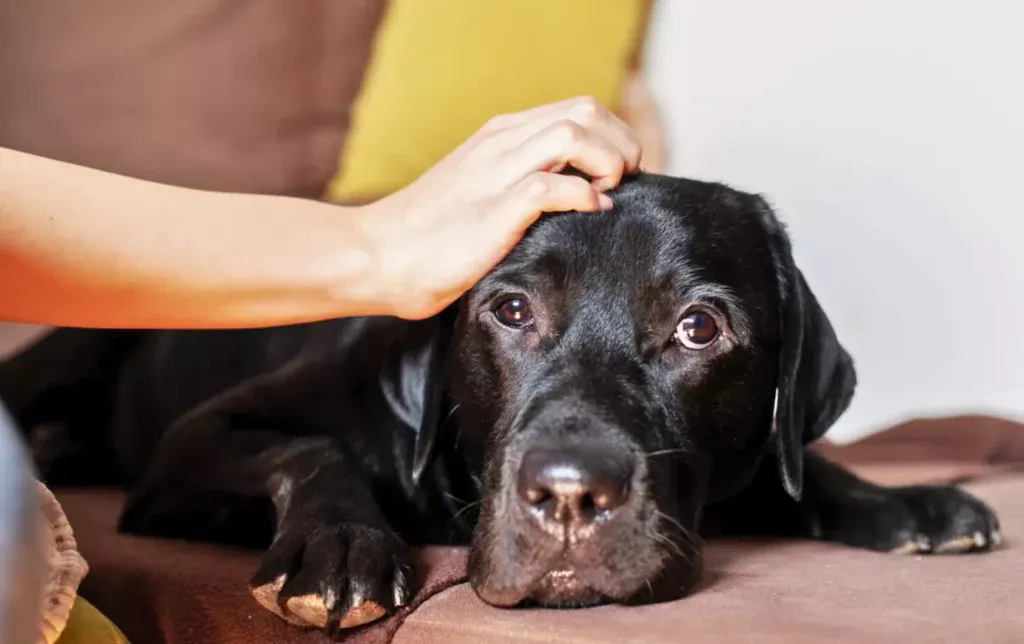 dog being petted