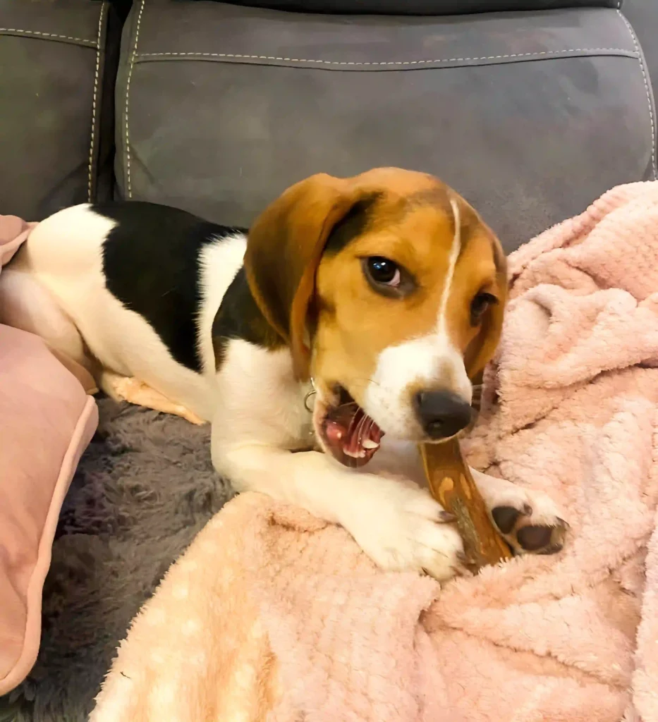 a brown and white dog laying on top of a couch chewing a bone