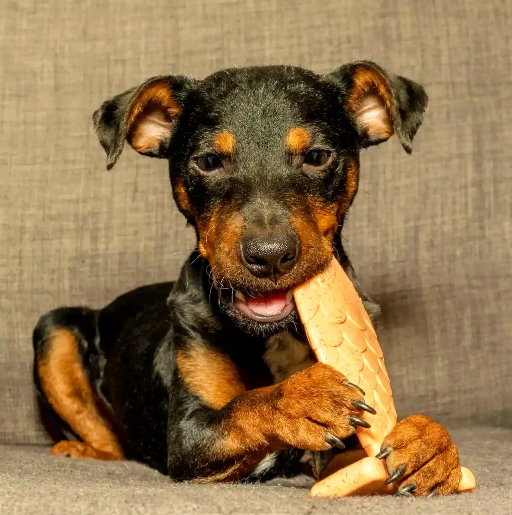  a Puppy chewing on a Bamboodles Salmon Chew Toy 