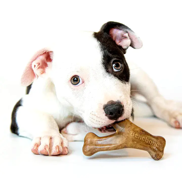 a puppy chewing on a bone toy 