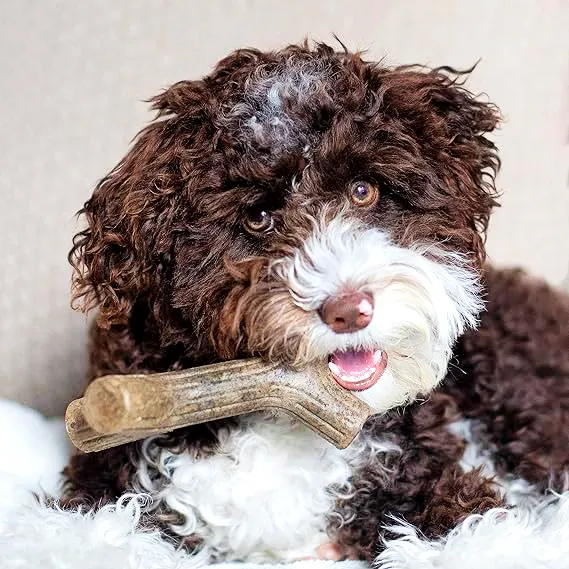 a brown and white dog holding a bone in its mouth