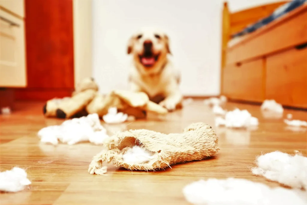Labrador after destroying stuffed toy
