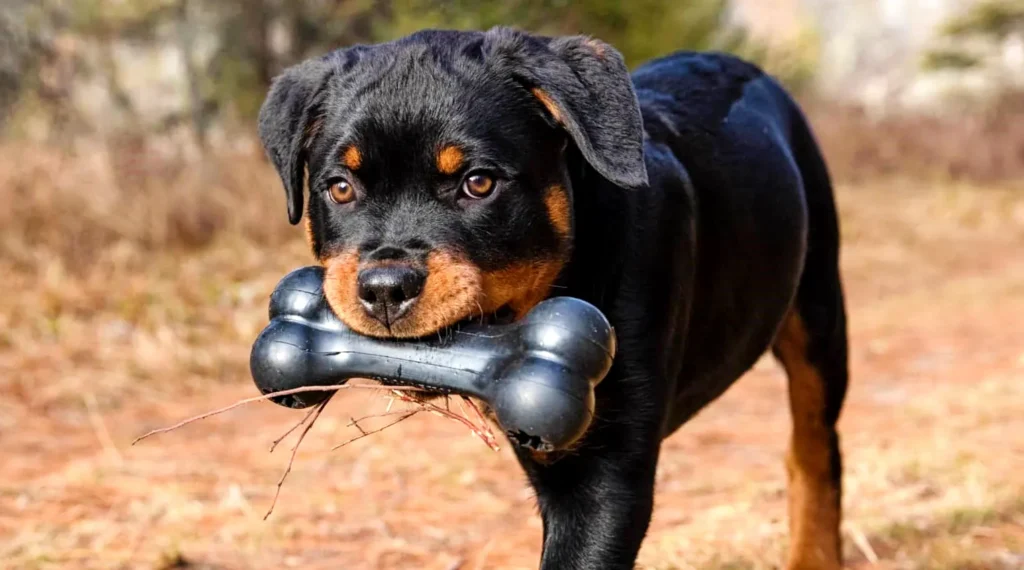 Rottweiler puppy carrying Kong bone rubber toy