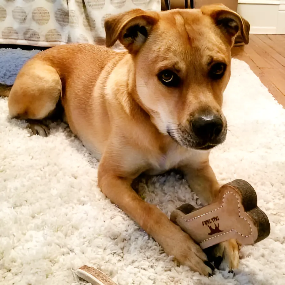 dog clutching onto leather bone toy