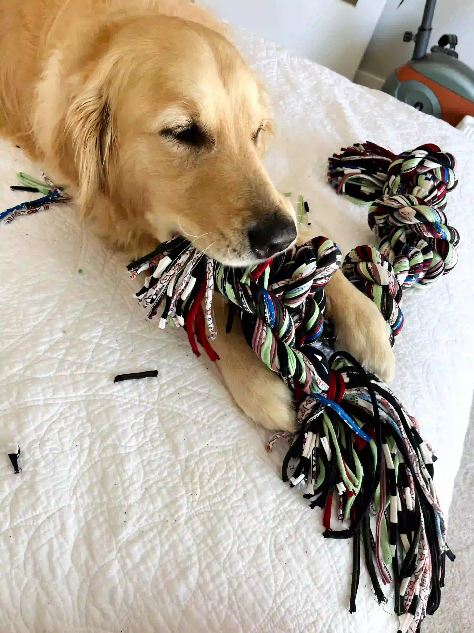 dog chewing on rope dog toy