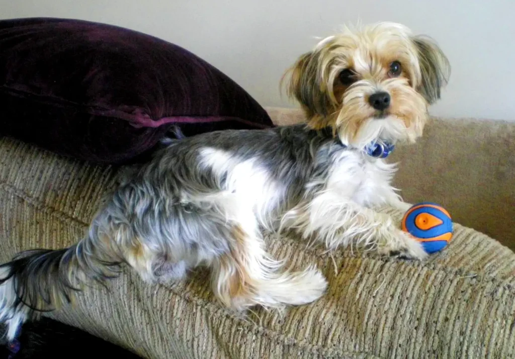 a dog sitting on a couch with a ball in its mouth