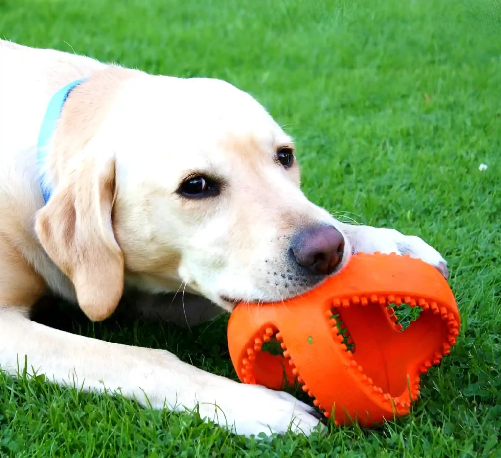 dog playing with orange football grubber toy 