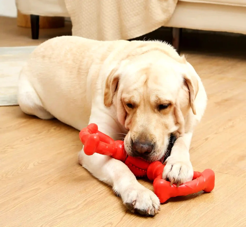 dog chewing on hard plastic tug toy