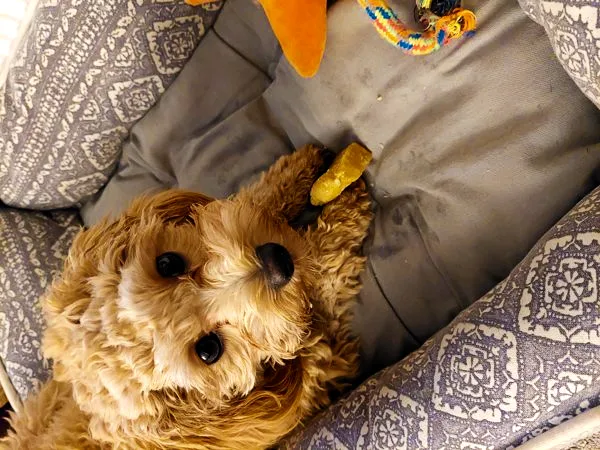 a brown dog laying on top of a bed chewing bone toy