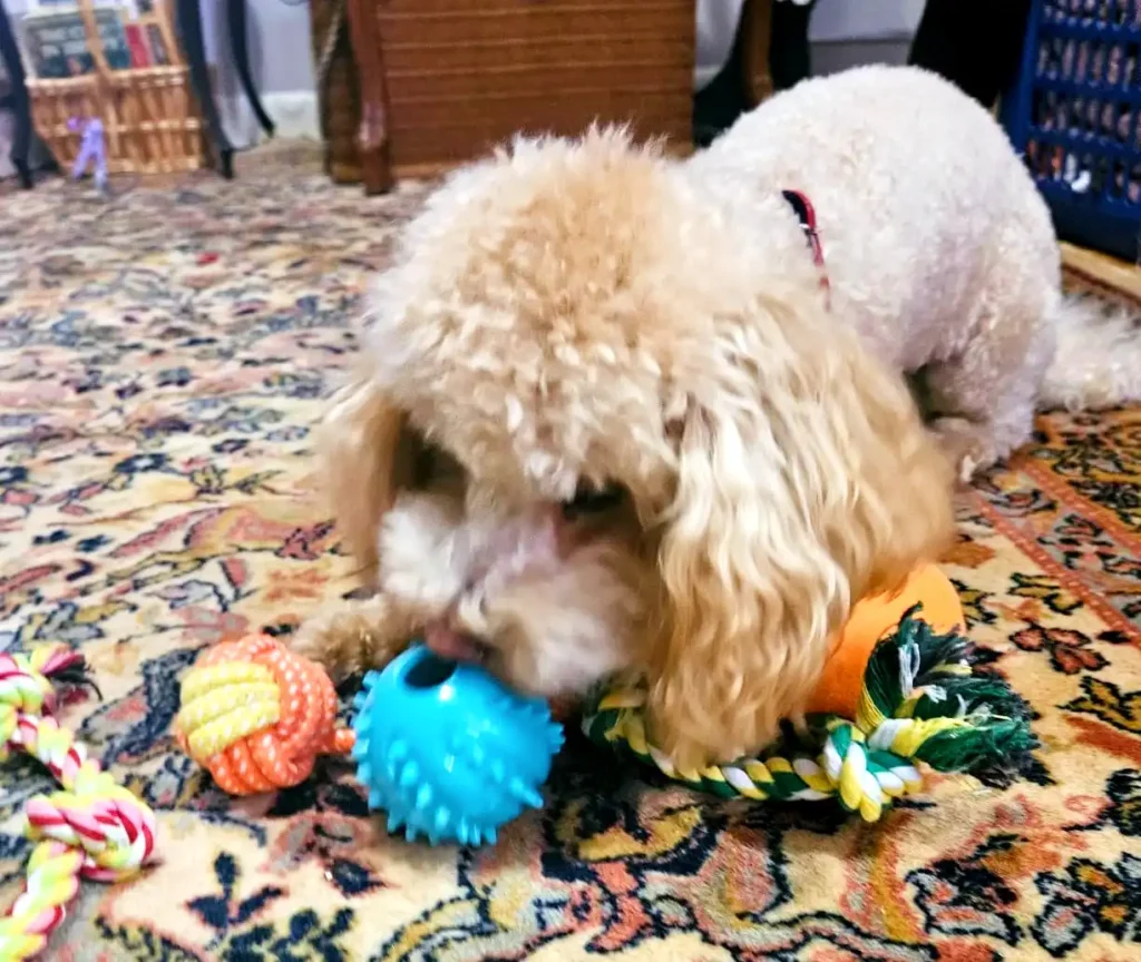 a dog chewing on a toy on the floor
