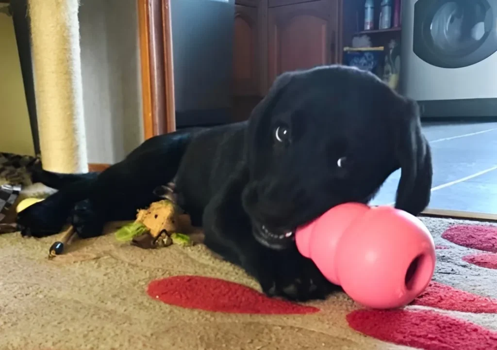 a dog chewing on a Kong Chew treat toy