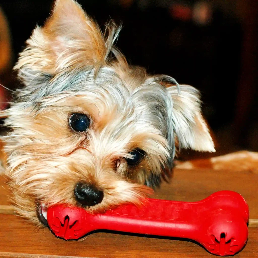 Puppy chewing red chew bone toy 