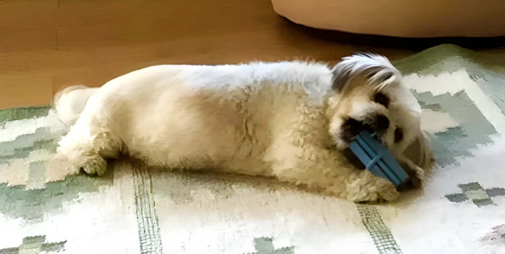 a small white dog laying on a rug with a toy in it's mouth