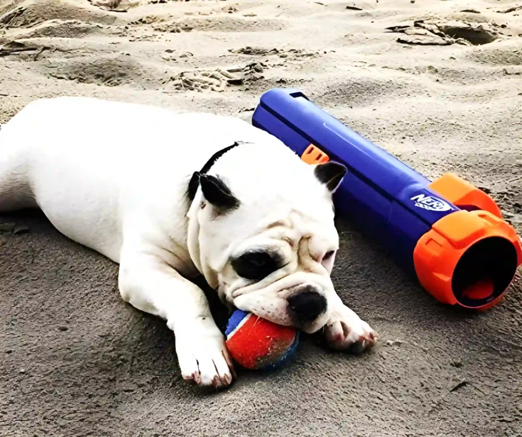 Dog playing with Nerf Dog Toys