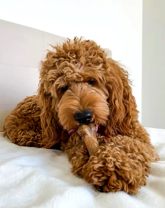 a brown dog laying on top of a white bed chewing bone toy