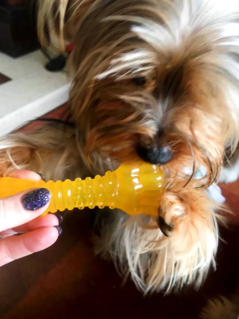 a puppy chewing Bone Chew Toy