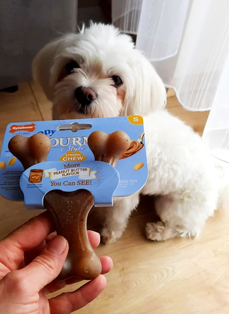 White puppy with Nylabone Wishbone chews toy for teething puppies