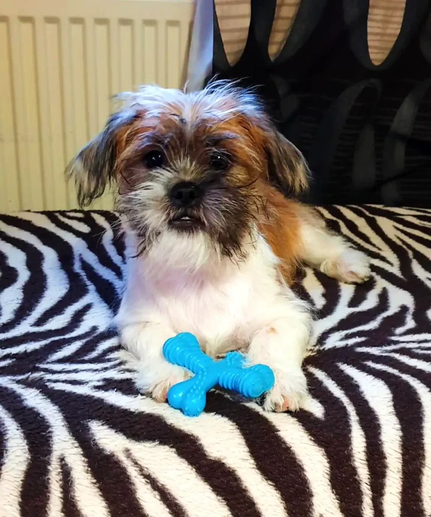 a small dog sitting on top of a zebra print blanket holding toy