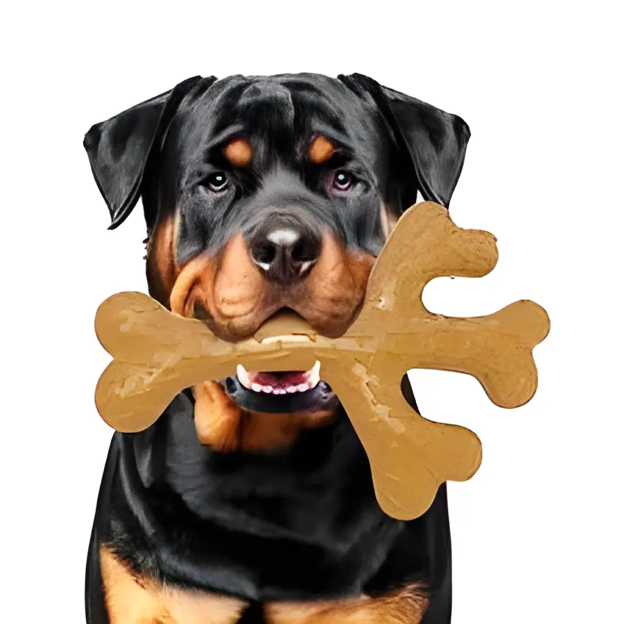 rottweiler with nylon bone chew toy