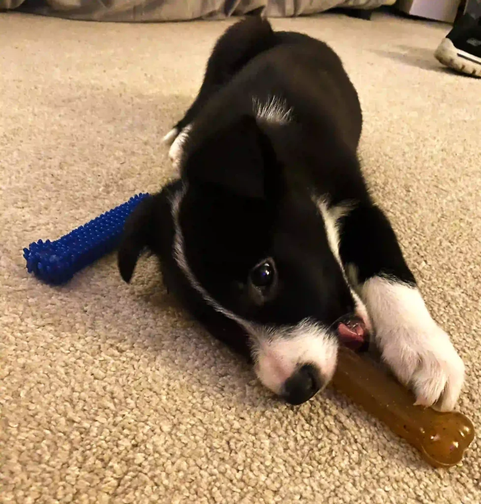 a black and white puppy chewing on a chew bone toy