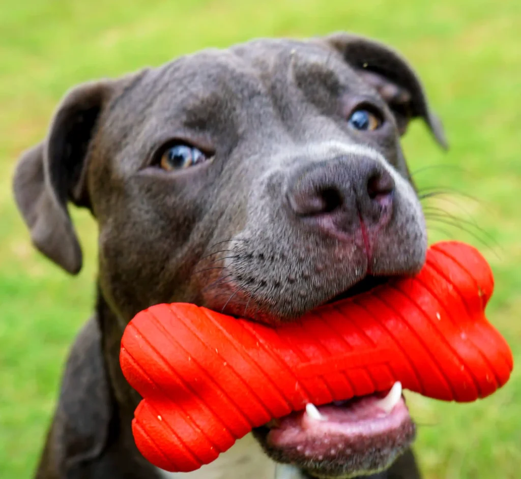 pitbull holding playology dual layer bone in mouth