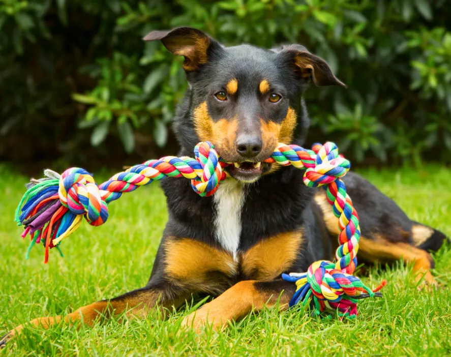 dog lying on grass holding a colourful rope toy in its mouth.