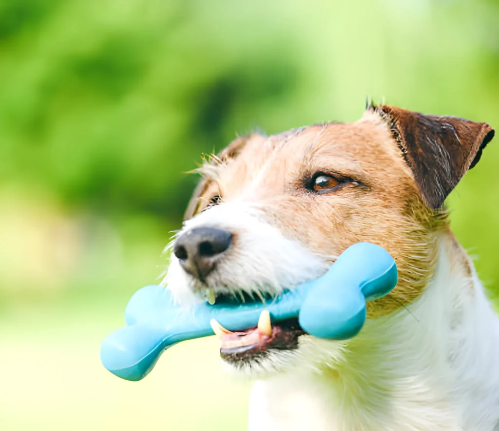 dog carrying rubber bone in mouth