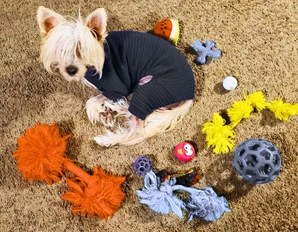 a small dog wearing a sweater surrounded by toys