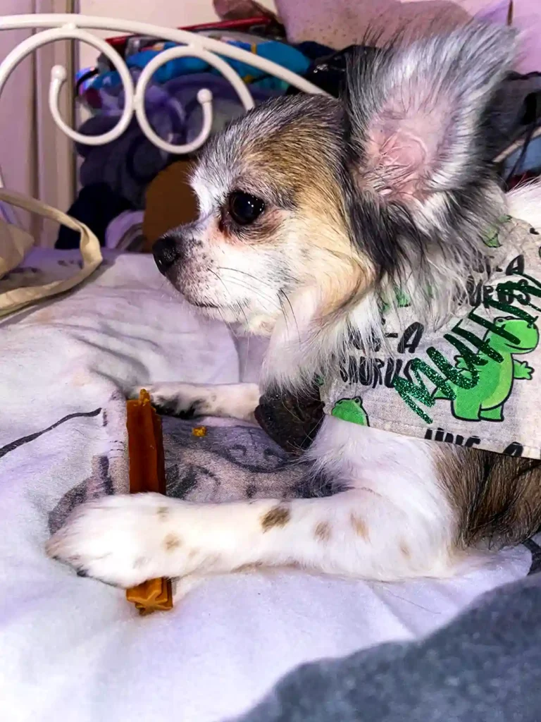 a small dog with a shirt on laying on a bed