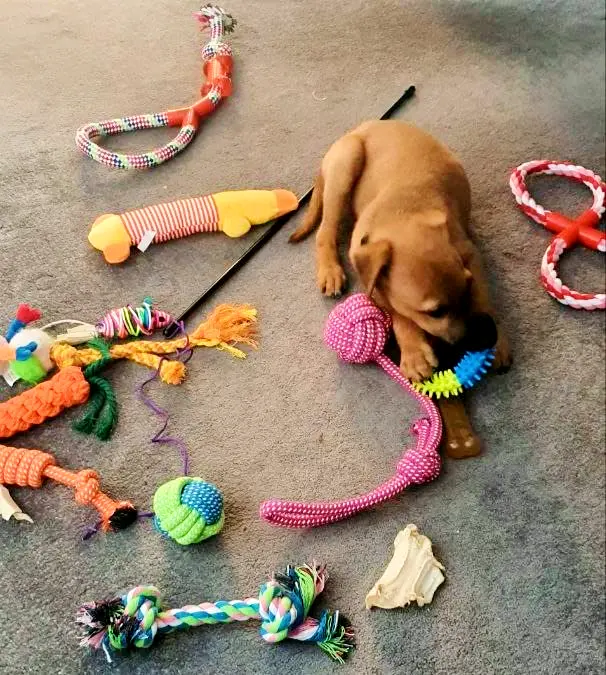 a dog chewing on a toy on the floor