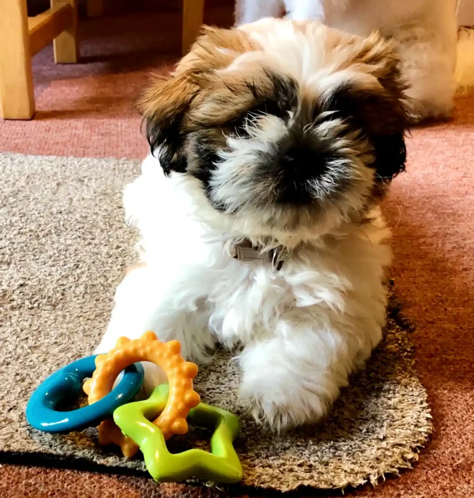 a small dog sitting on the floor with toys