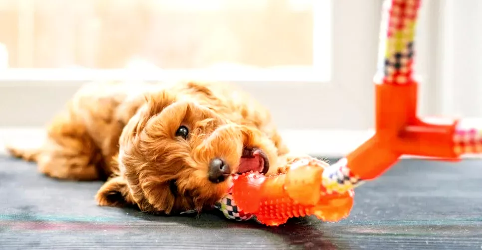 a dog chewing on a toy on the floor