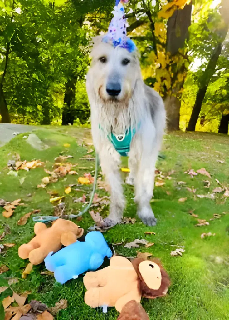 dog with party hat and toys