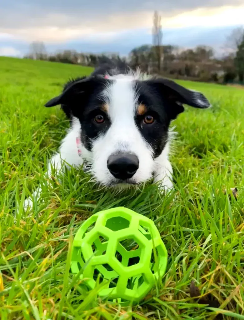 a black and white dog laying on top of a lush green field