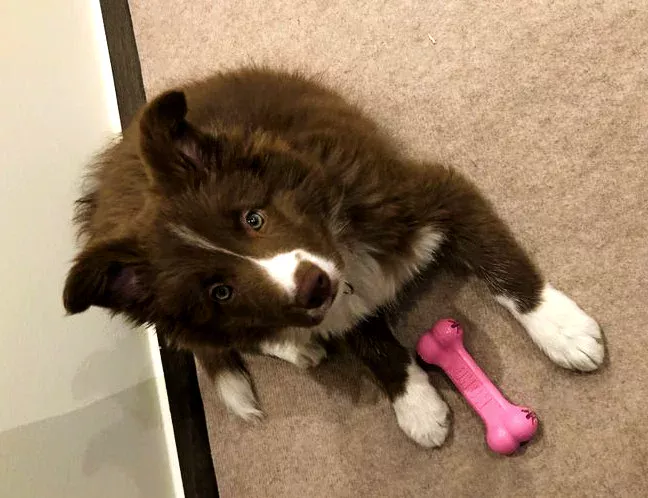 Dog chewing on bone chew  toy