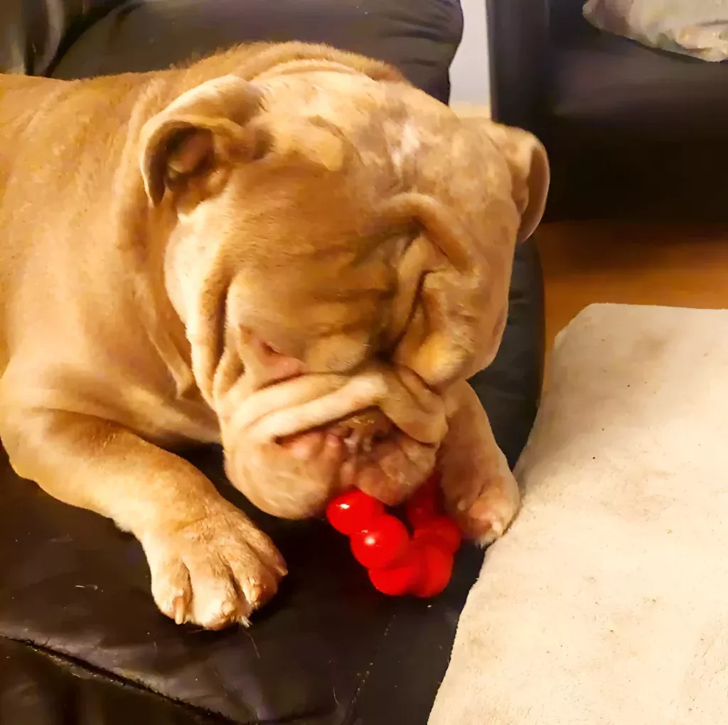 a dog chewing on a toy on a couch