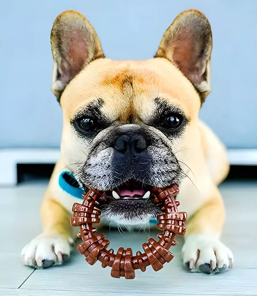 a dog with a toy in its mouth