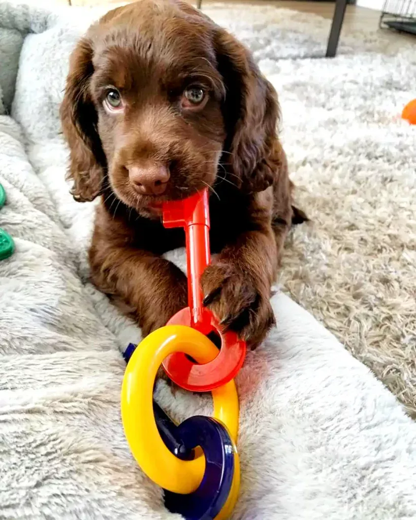  a Puppy chewing on a Nylabone Gentle Puppy Chew Toy Keys 