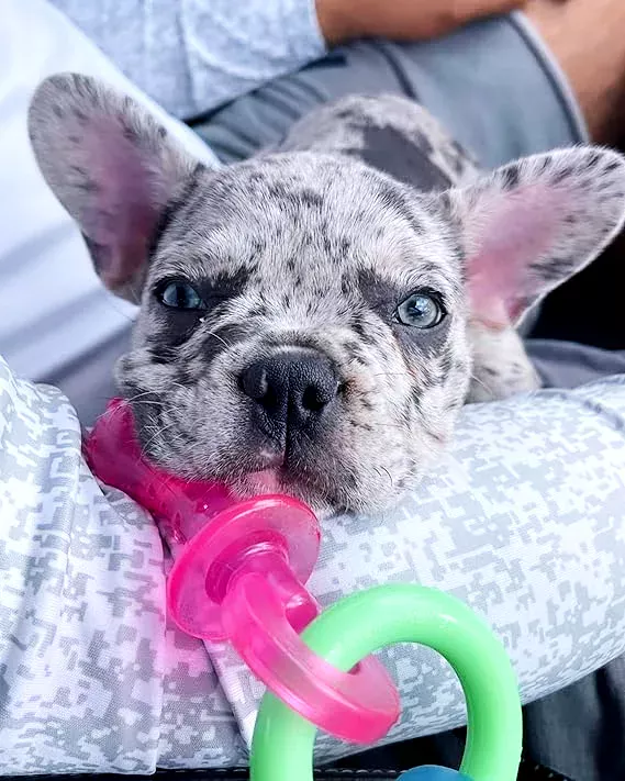 a puppy with a toy in its mouth