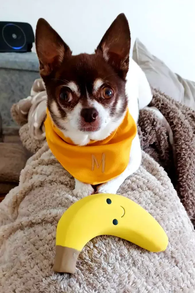 a small dog is sitting on a couch with a banana shape toy